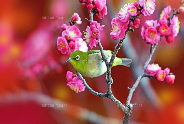 梅とメジロ 野鳥 京都府 京都市[22456009614]の写真・イラスト素材