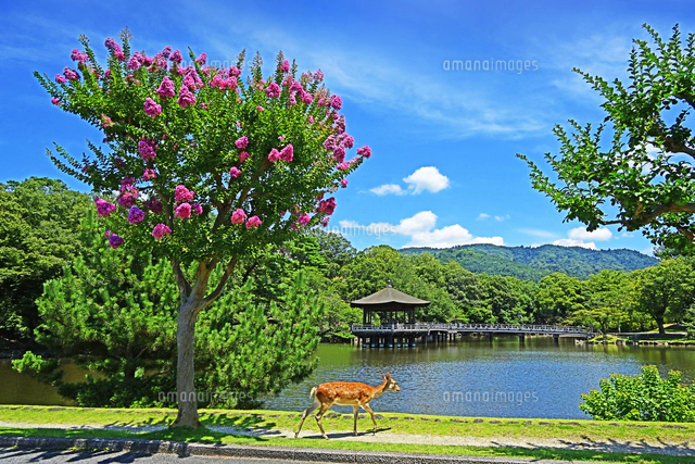 浮見堂と鷺池 桜 奈良県 奈良市[22456010936]の写真・イラスト素材