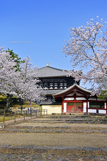 春の東大寺 大仏殿 奈良県 奈良市[22456011131]の写真・イラスト素材