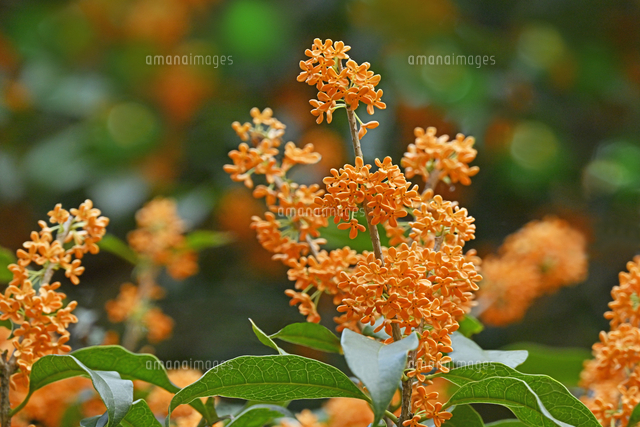 キンモクセイ （金木犀） 京都府 京都市[22456011214]の写真・イラスト