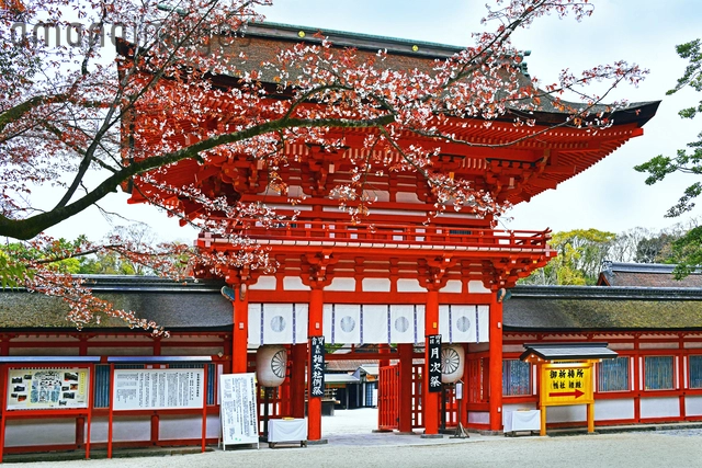 桜咲く 下鴨神社 額縁風景 京都府 京都市[22456012040]の写真