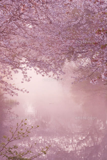 朝もやの桜並木 ソメイヨシノ の写真素材 イラスト素材 アマナイメージズ