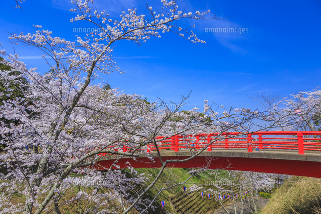 小見川城山公園の桜 の写真素材 イラスト素材 アマナイメージズ 小見川城山公園の桜 の写真素材 イラスト素材 アマナイメージズ