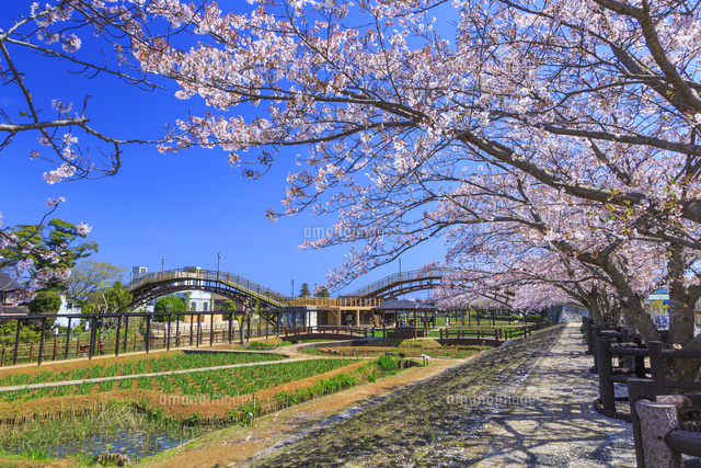 潮来あやめ園の桜 の写真素材 イラスト素材 アマナイメージズ
