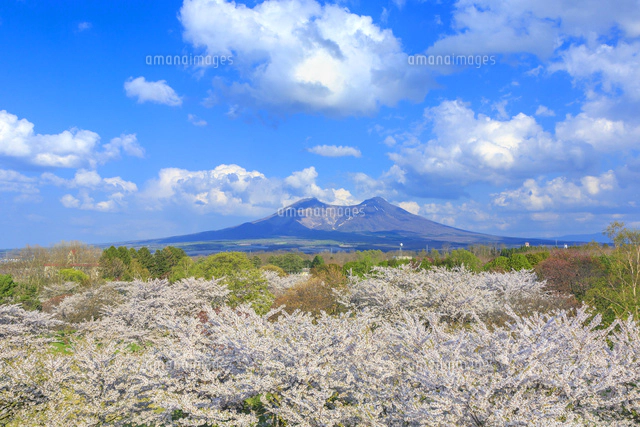 オニウシ公園より望む駒ケ岳とサクラ[22502004297]の写真・イラスト