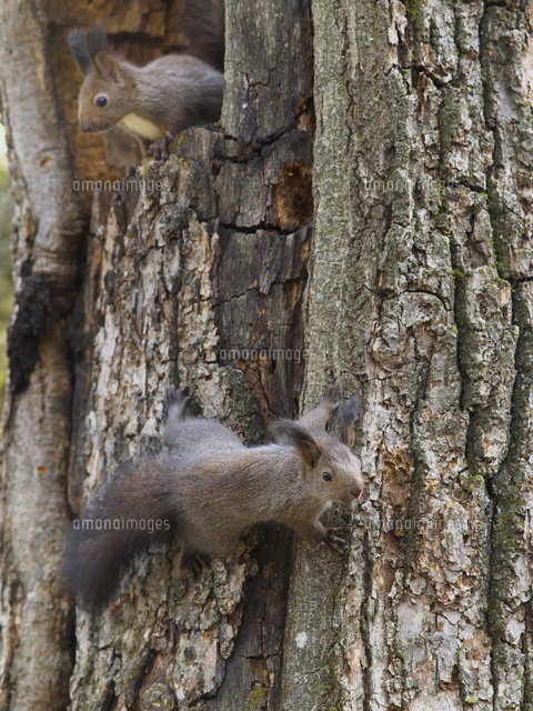 エゾリスの兄弟 の写真素材 イラスト素材 アマナイメージズ