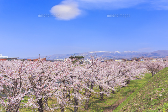 春の五稜郭公園 の写真素材 イラスト素材 アマナイメージズ