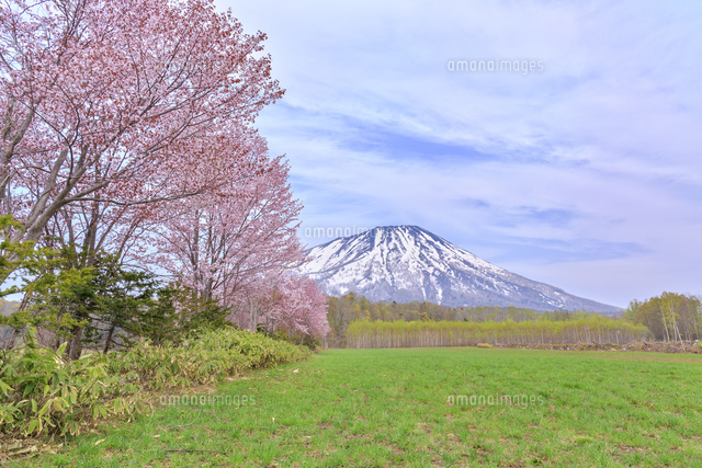 羊蹄山と桜[22502006554]の写真・イラスト素材｜アマナイメージズ