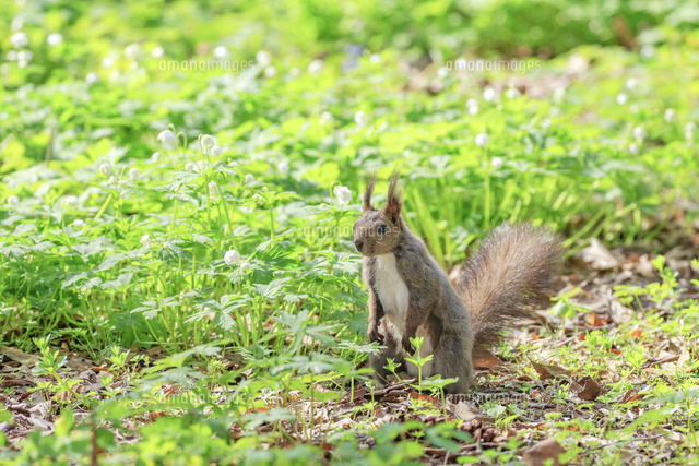 エゾリス の写真素材 イラスト素材 アマナイメージズ