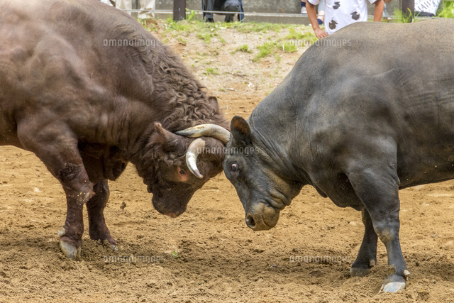 闘牛 の写真素材 イラスト素材 アマナイメージズ 闘牛 の写真素材 イラスト素材 アマナイメージズ