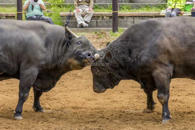 闘牛[22502006847]の写真・イラスト素材｜アマナイメージズ