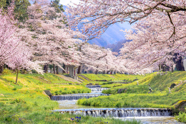 観音寺川のサクラ[22502008867]の写真素材・イラスト素材｜アマナイメージズ