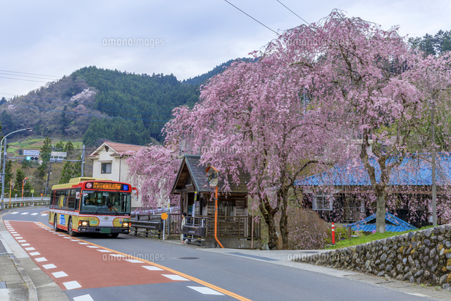 人里バス停のシダレザクラ の写真素材 イラスト素材 アマナイメージズ 人里バス停のシダレザクラ の写真素材 イラスト素材 アマナイメージズ