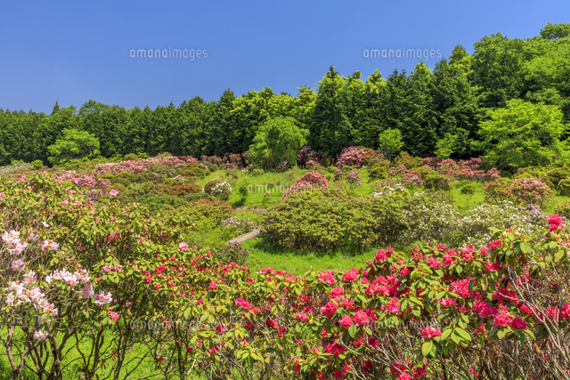 鳳台院のシャクナゲ の写真素材 イラスト素材 アマナイメージズ