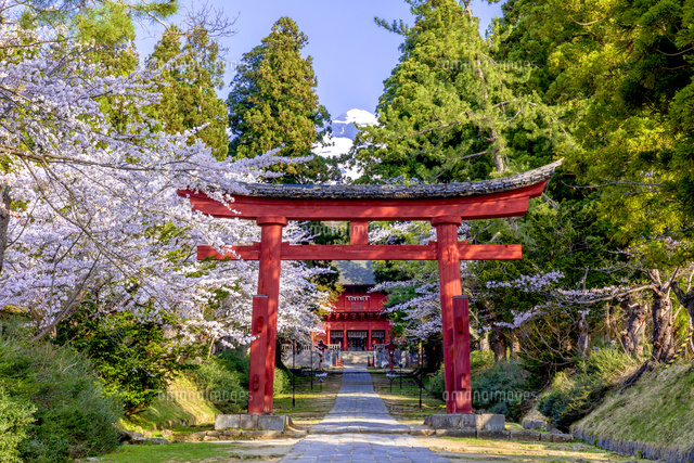 春の岩木山神社 の写真素材 イラスト素材 アマナイメージズ