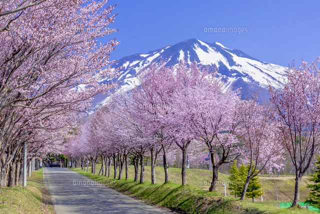 世界一長い桜並木[22502013182]の写真・イラスト素材｜アマナイメージズ