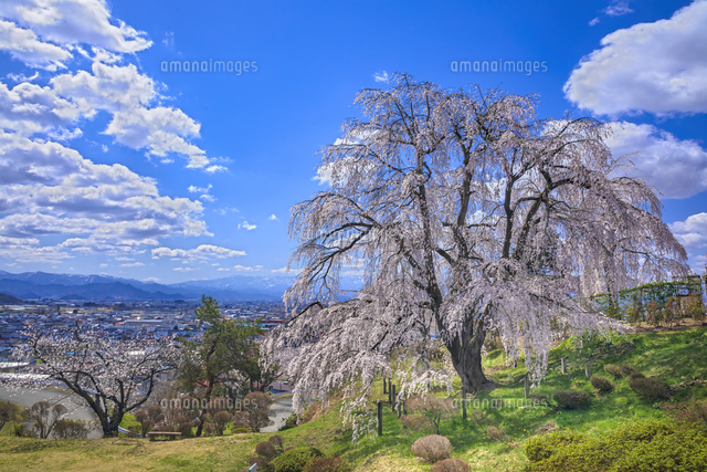 双松公園の桜[22502018724]の写真・イラスト素材｜アマナイメージズ