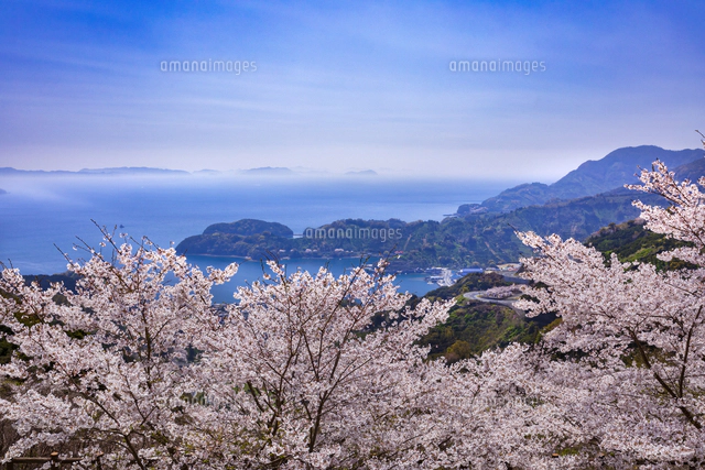 野福峠の桜[22502020556]の写真・イラスト素材｜アマナイメージズ