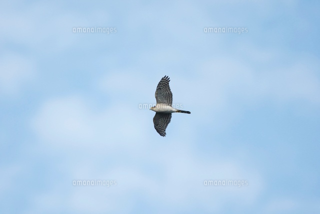 ハイタカの剥製(雌成鳥) ハイタカの剥製(雌成鳥) ハイタカの剥製(雌成鳥)
