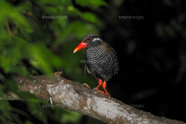 木の枝で寝るヤンバルクイナ の写真素材 イラスト素材 アマナイメージズ