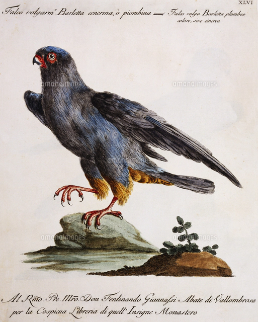 ハヤブサ属[22907006986]の写真・イラスト素材｜アマナイメージズ