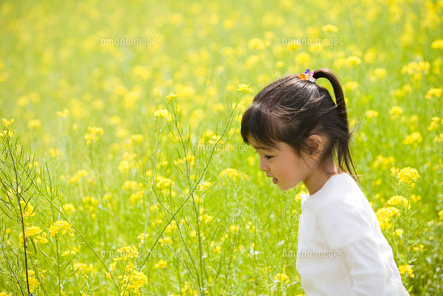 菜の花畑の前を歩く少女 の写真素材 イラスト素材 アマナイメージズ