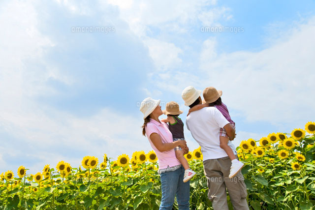 ヒマワリ畑で子供を抱く両親の後ろ姿 の写真素材 イラスト素材 アマナイメージズ