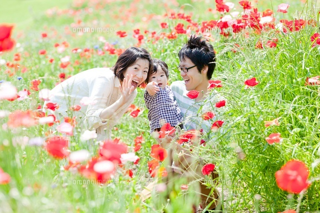 花畑の中で遊ぶ3人家族 の写真素材 イラスト素材 アマナイメージズ