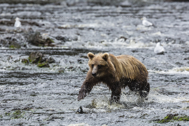 ヒグマ の写真素材 イラスト素材 アマナイメージズ