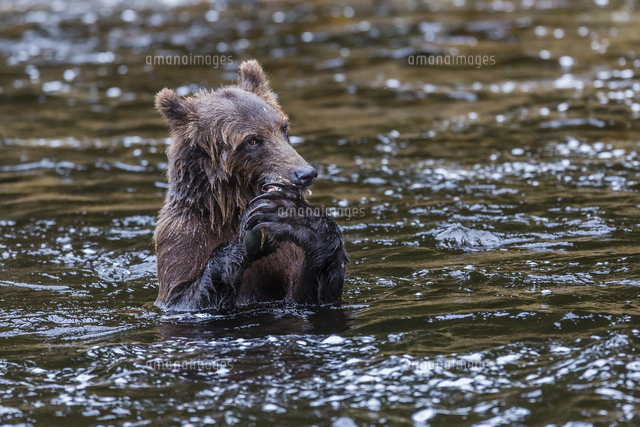 ヒグマ の写真素材 イラスト素材 アマナイメージズ