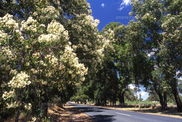 花咲くユーカリの並木 の写真素材 イラスト素材 アマナイメージズ