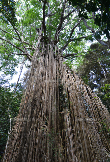 熱帯雨林のイチジクの木 カーテンフィグツリー の写真素材 イラスト素材 アマナイメージズ