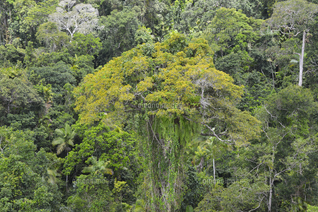 オーストラリアの熱帯雨林 の写真素材 イラスト素材 アマナイメージズ