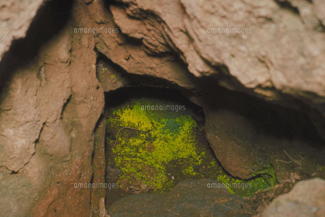 ヒカリゴケ[23018000541]の写真・イラスト素材｜アマナイメージズ