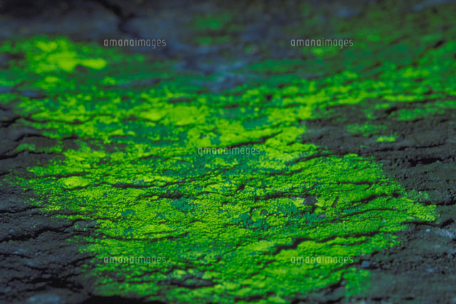 ヒカリゴケ[23018000072]の写真・イラスト素材｜アマナイメージズ