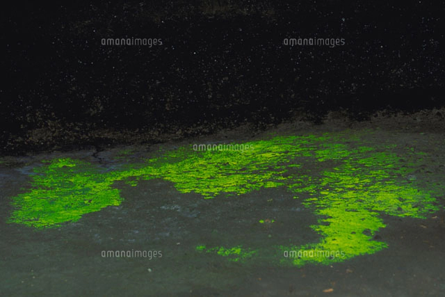 ヒカリゴケ[23018000541]の写真・イラスト素材｜アマナイメージズ