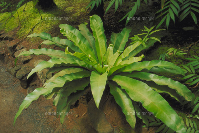 オオタニワタリ[23018000211]の写真・イラスト素材｜アマナイメージズ