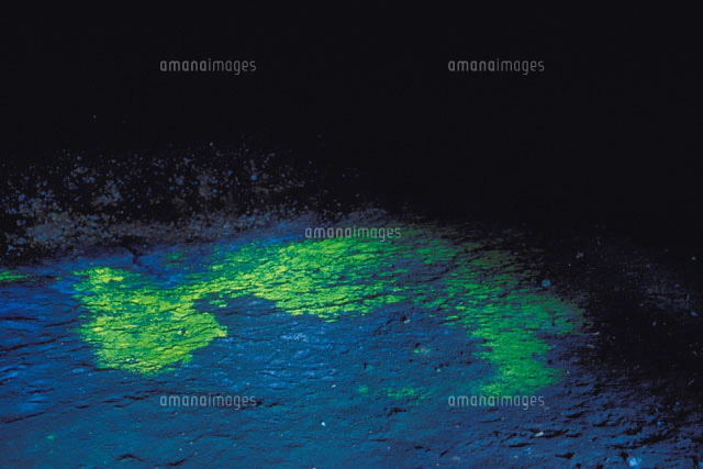 ヒカリゴケ ヒカリゴケ｜ヒカリゴケ｜観光ポイント｜信州佐久 旅の観光ガイド