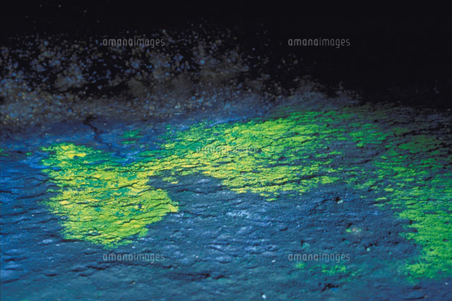 ヒカリゴケ D Whole Transcriptome Analysis (WTA) Reagent Kit – 4 pack