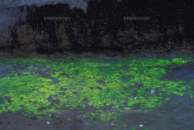 ヒカリゴケ ヒカリゴケ｜ヒカリゴケ｜観光ポイント｜信州佐久 旅の観光ガイド