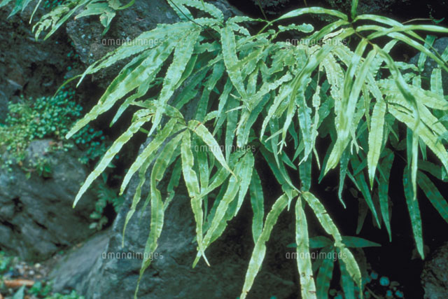 オオバノイノモトソウ[23018000716]の写真・イラスト素材｜アマナ