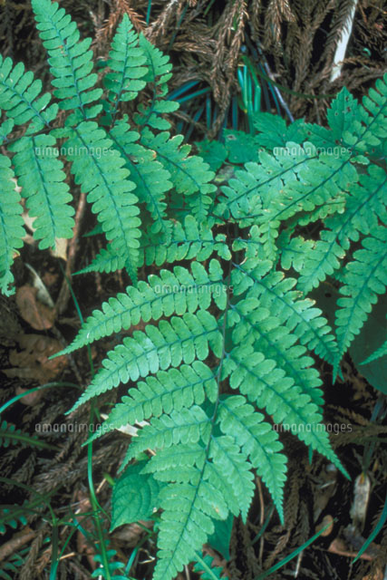 カラクサイヌシダ の写真素材 イラスト素材 アマナイメージズ