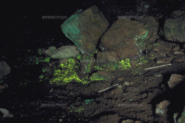 ヒカリゴケ[23018000541]の写真・イラスト素材｜アマナイメージズ