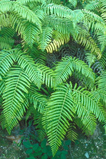 ウラジロ　100枚 ウラジロ[23018000708]の写真・イラスト素材｜アマナイメージズ