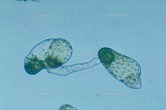 ツクシ 胞子の発芽 の写真素材 イラスト素材 アマナイメージズ