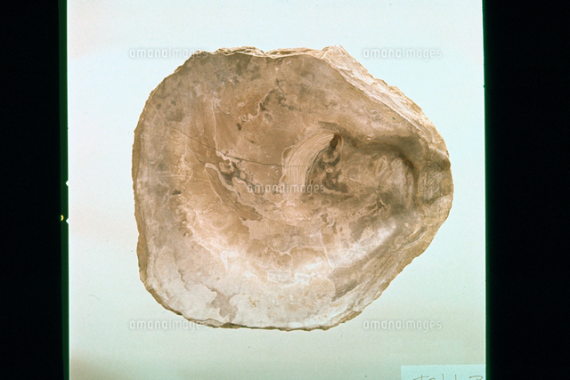 牡蠣の化石 オストレア（カキ）[23018002934]の写真・イラスト素材｜アマナイメージズ