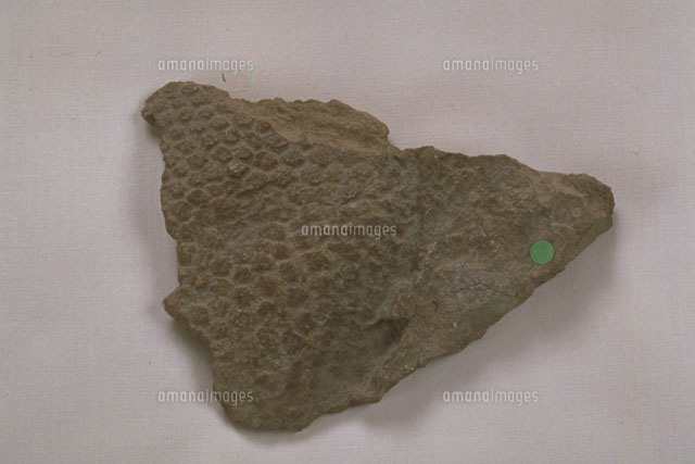 皮膚の印象化石[23018003085]の写真・イラスト素材｜アマナイメージズ