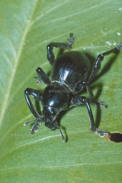クロカタゾウムシ の写真素材 イラスト素材 アマナイメージズ