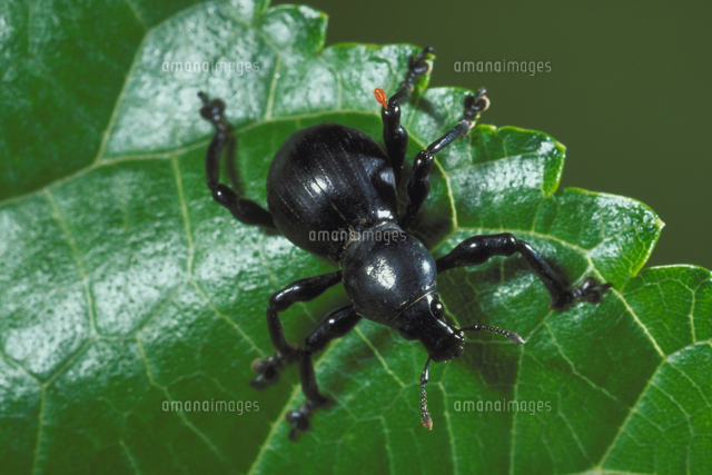 クロカタゾウムシ の写真素材 イラスト素材 アマナイメージズ