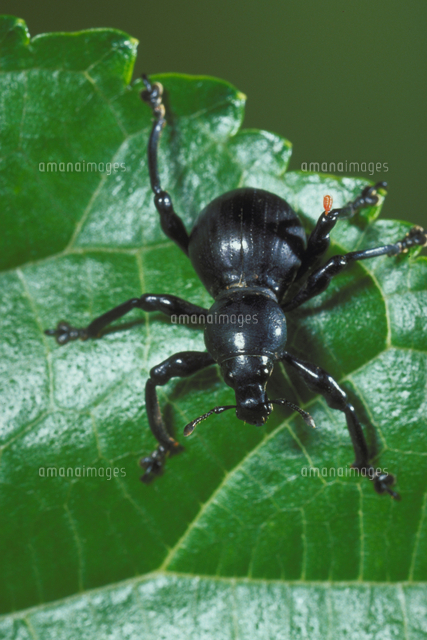 クロカタゾウムシ の写真素材 イラスト素材 アマナイメージズ
